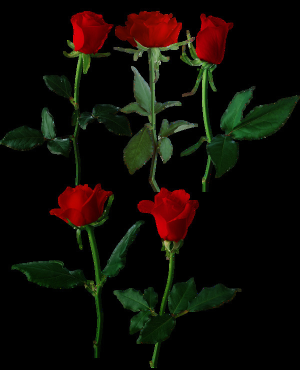 红色月季玫瑰花朵png元素素材