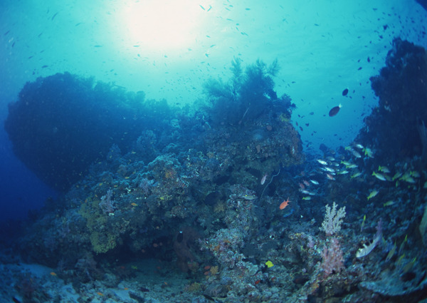 海洋生物