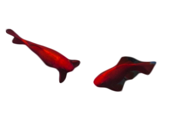 典雅时尚红色小鱼