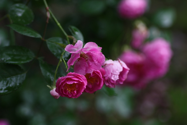 雨中蔷薇图片