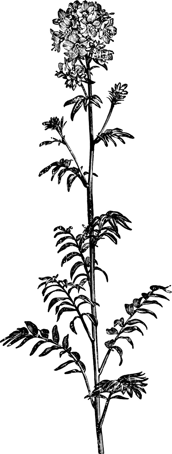 线描植物