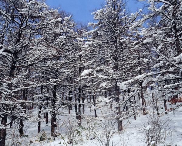 雪松之林