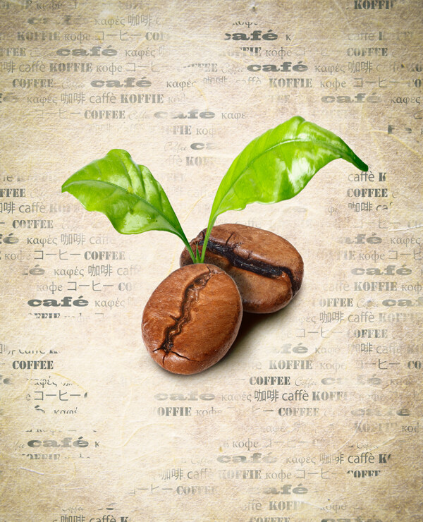发芽的咖啡豆图片