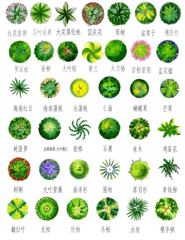 手绘园林用树平面二图片