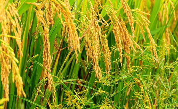 金灿灿的水稻图片
