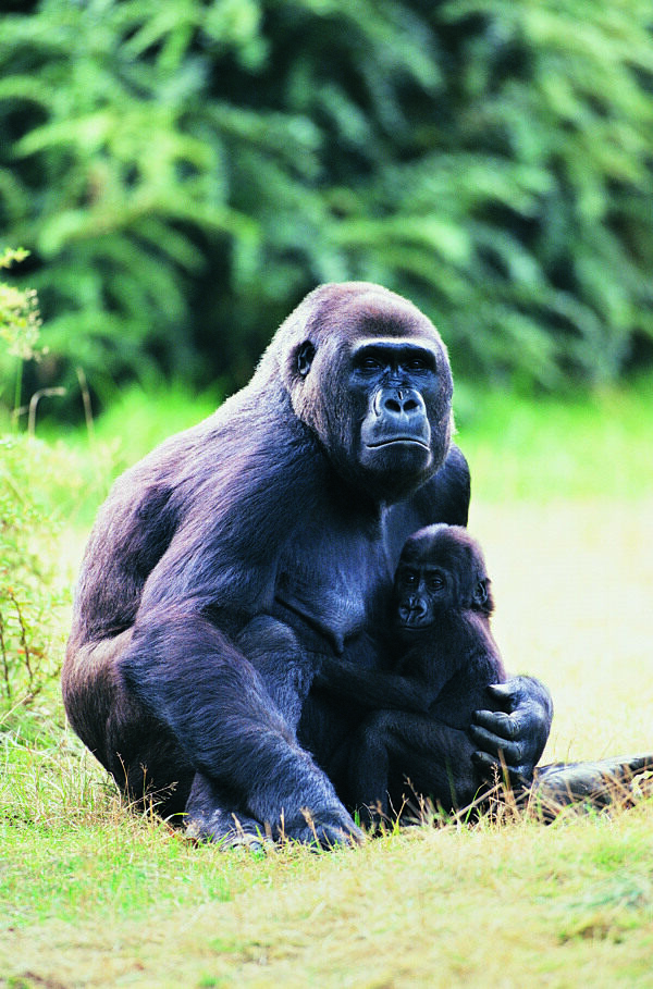 母猩猩和小猩猩图片