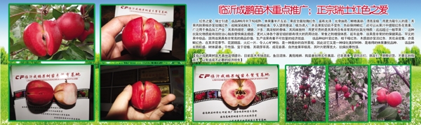 果树苗木广告
