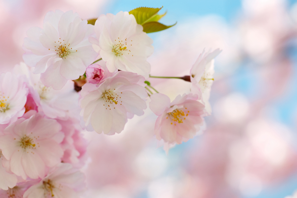 浪漫的樱花图片