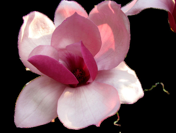 古典中国风彩绘粉色花朵元素