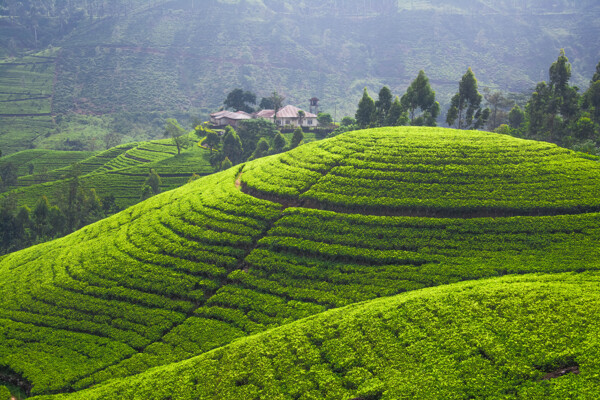 美丽茶山风景