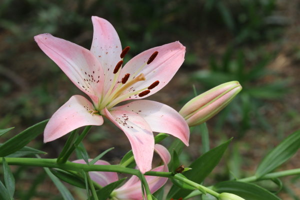 百合花