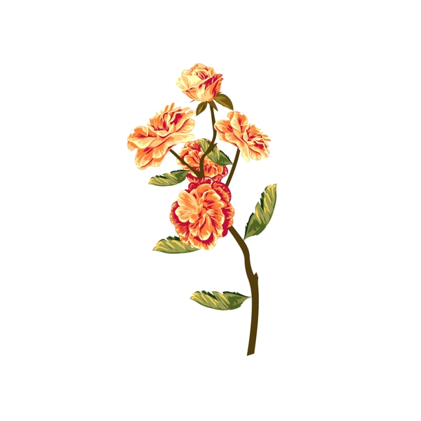 手绘写实植物牡丹花花朵