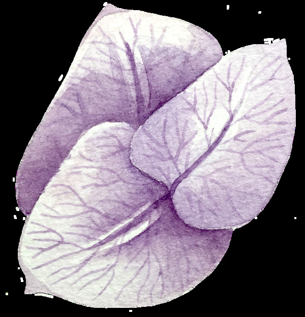 紫叶纹路卡通透明素材