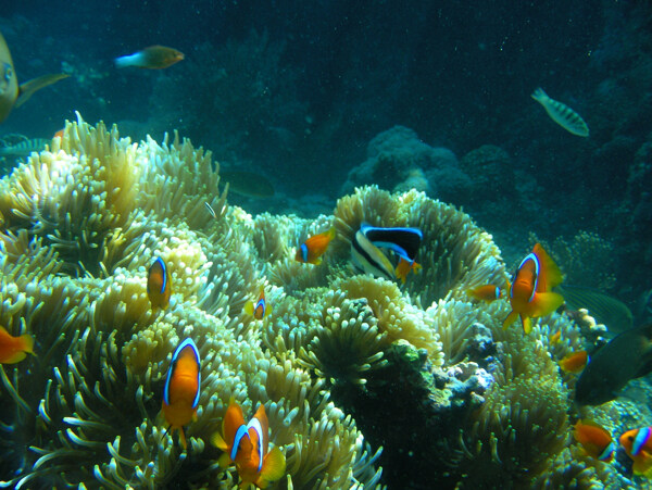 海洋生物