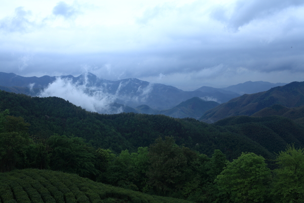 奉化曲毫茶山图片