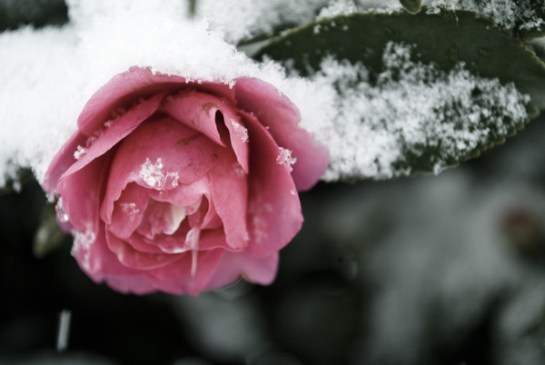 雪中花图片