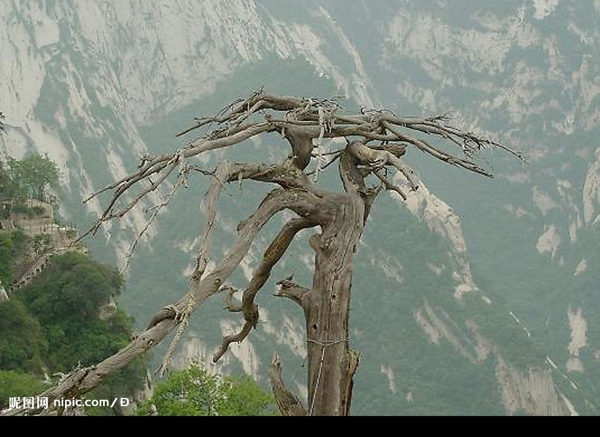 大自然的枯树图片