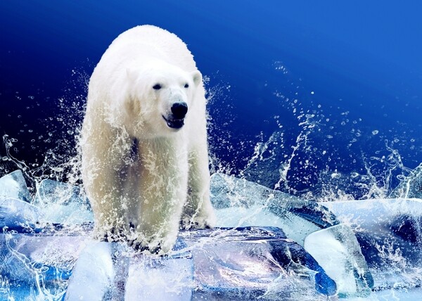 唯美北极熊图片