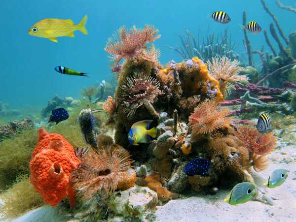 海底世界珊瑚摄影海洋生物