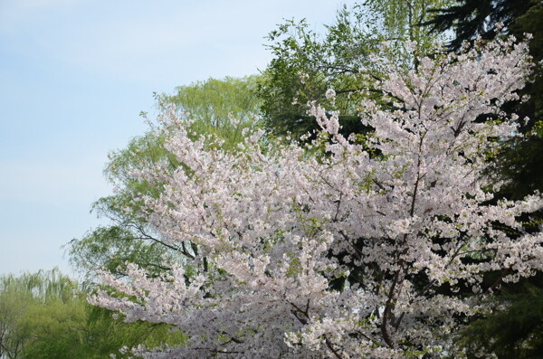 樱花