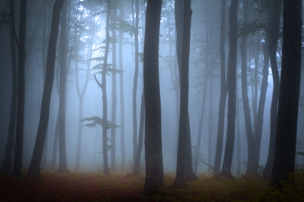 树林迷雾景色