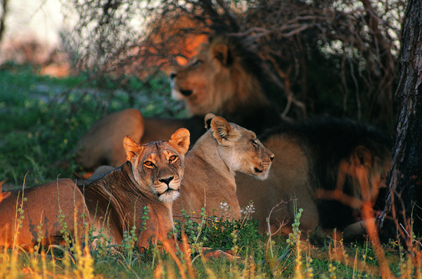 草原上的狮群图片