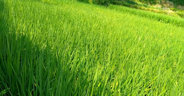 晴天的田野短片