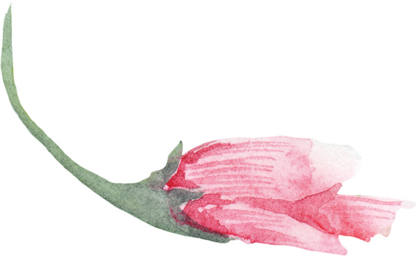 一朵横放玫红花束图片素材