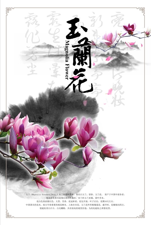 中国风玉兰花海报模板