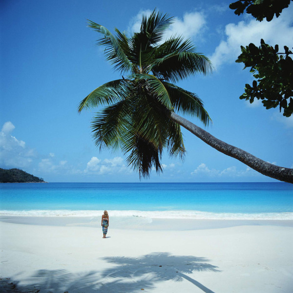 沙滩椰树图片