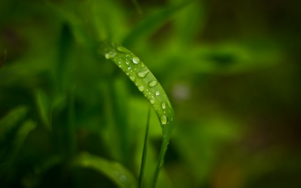 雨露图片