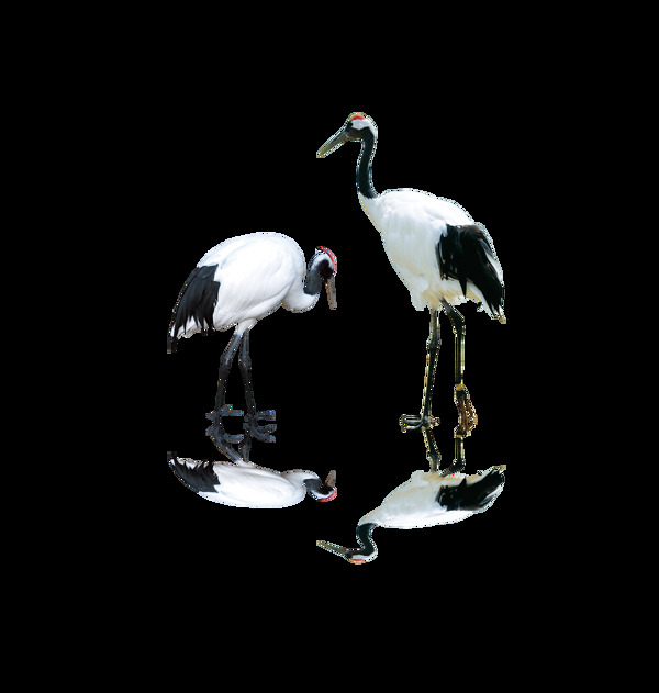 质感白鹤动物装饰素材