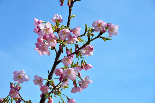 樱花图片