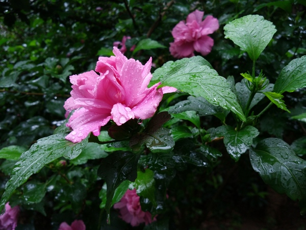 雨中木槿花