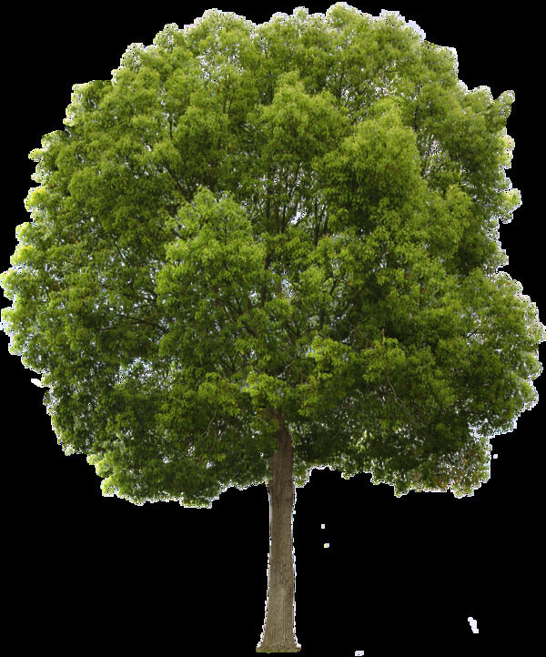 绿色大树免抠png透明图层素材