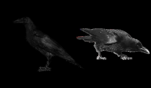 黑色乌鸦图免抠png透明图层素材