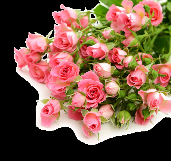 粉色玫瑰花朵情人节素材