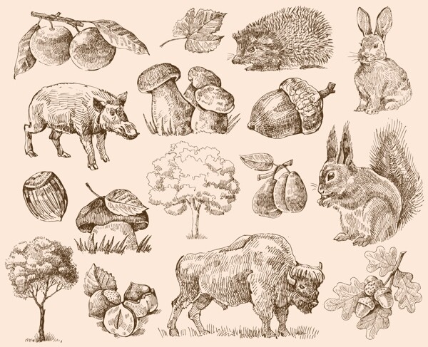 手绘动物植物图片