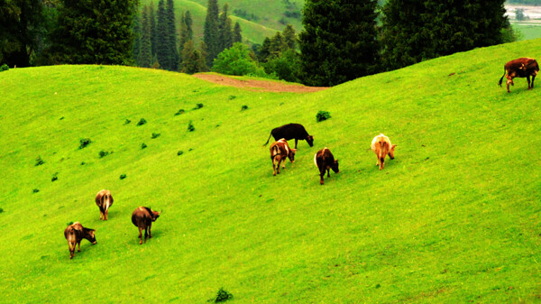 新疆牛群图片