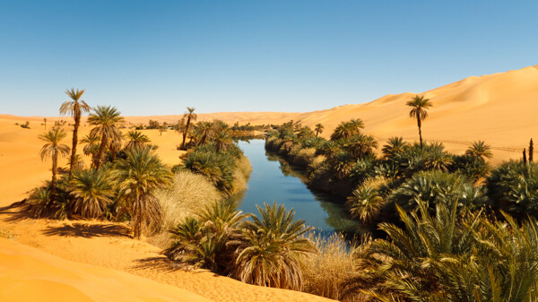 沙漠里的水渠与植物