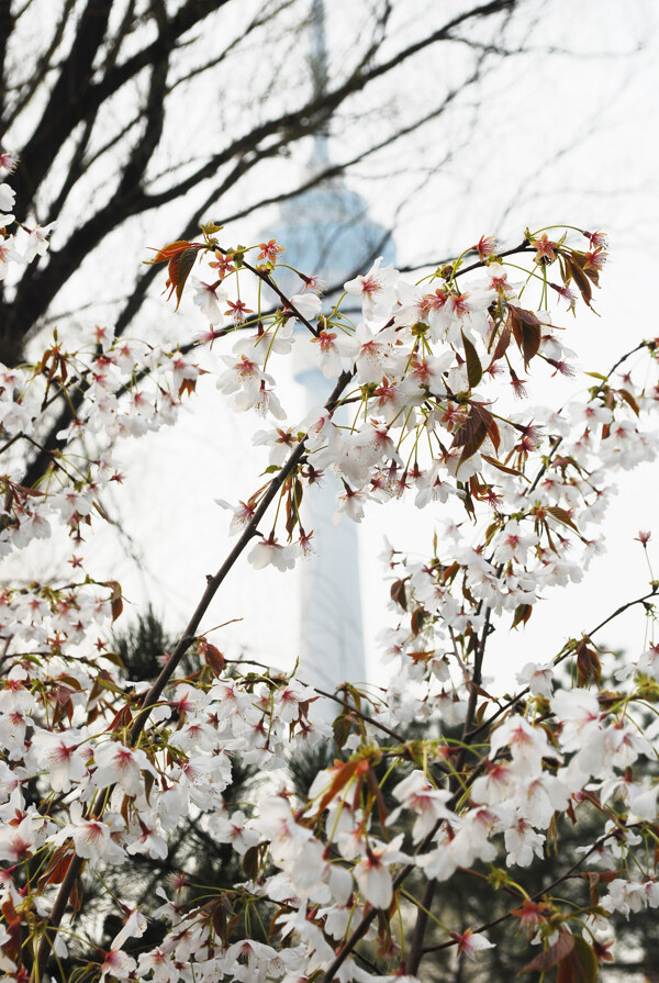 樱花图片