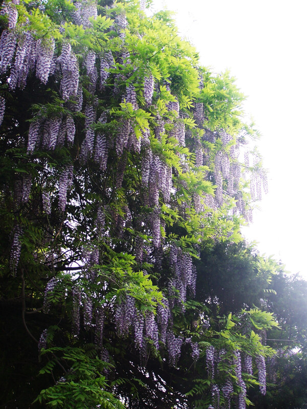 紫藤花图片