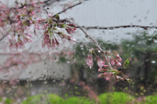 雨中樱花