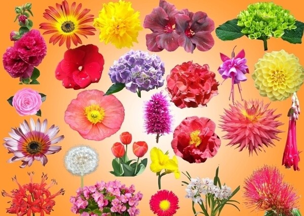 高清大图鲜花花朵PSD分层素材图片