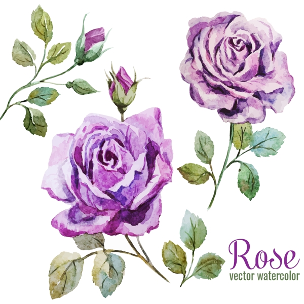 唯美水彩绘紫玫瑰插画