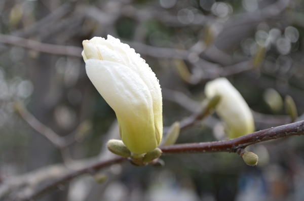 白玉兰花图片