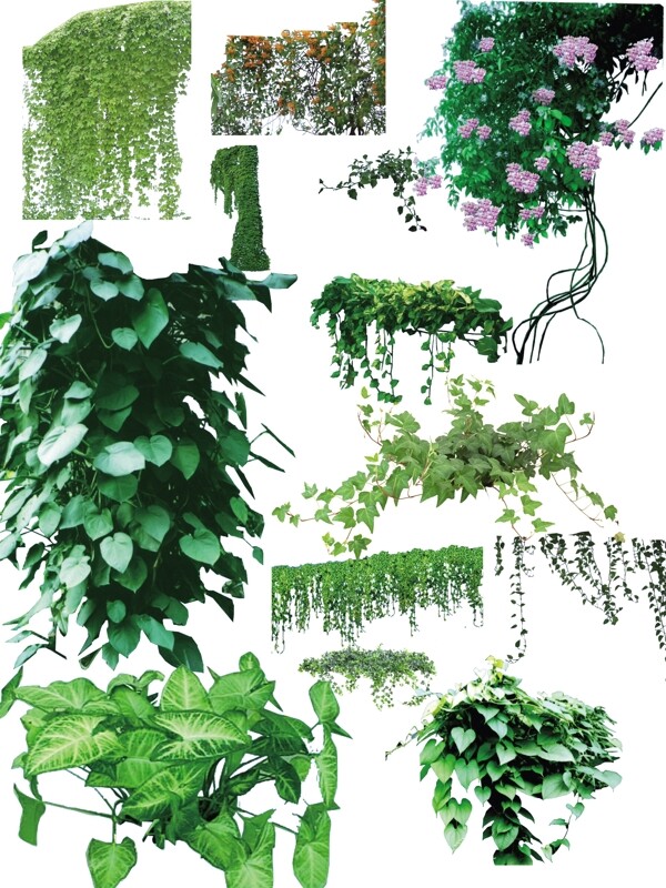 藤本植物PSDD分层素材图片