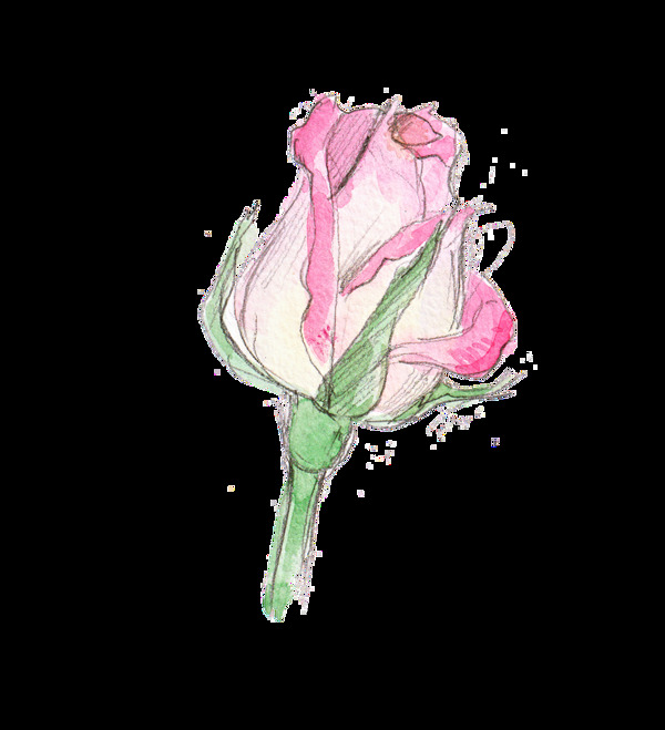 手绘绽开一半玫瑰花透明装饰图案
