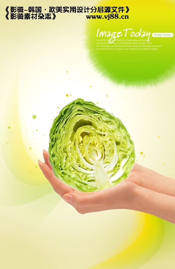 卷心菜新鲜健康营养蔬菜影骑韩国实用设计分层源文件PSD源文件