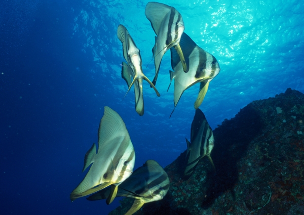 海洋生物图片